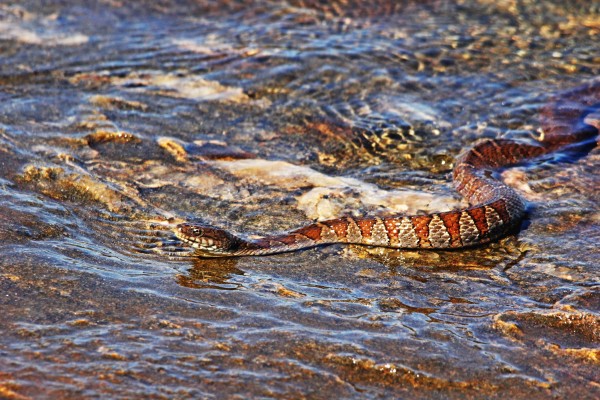 Slithering Along The Shore by Deb Oppermann